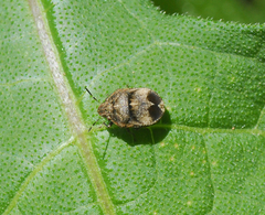 Homaemus