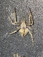 Eustala anastera
