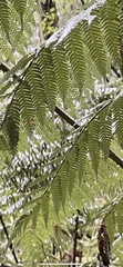 Cyatheaceae