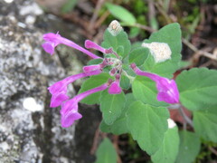 Scutellaria seleriana