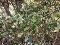 Schizomeria ovata