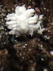Scutare lanuginosa