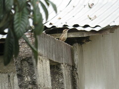 Campylorhynchus gularis