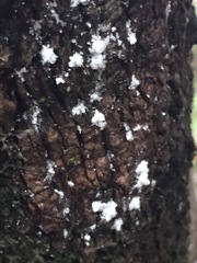 Scutare lanuginosa