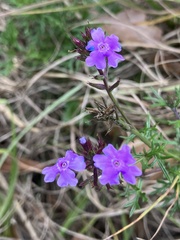 Glandularia