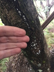 Scutare lanuginosa