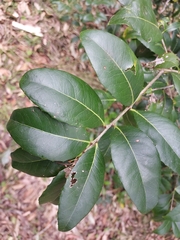 Denhamia bilocularis