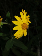 Verbesina coulteri