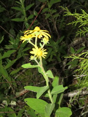 Verbesina coulteri
