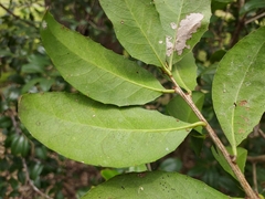 Denhamia bilocularis