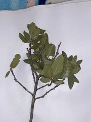 Quercus grisea