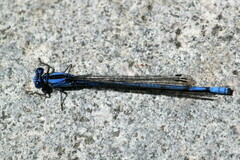 Argia lacrimans