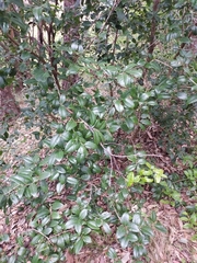 Denhamia bilocularis