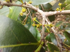 Denhamia bilocularis