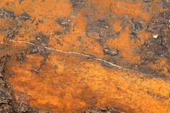 Hypoxylon crocopeplum