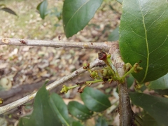 Denhamia bilocularis