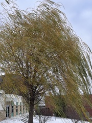 Salix babylonica