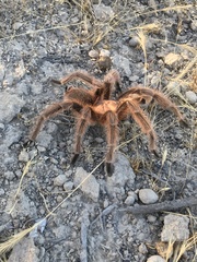 Grammostola rosea