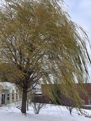 Salix babylonica