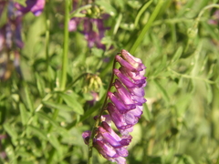 Vicia villosa