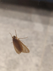 Trichromia leucoplaga