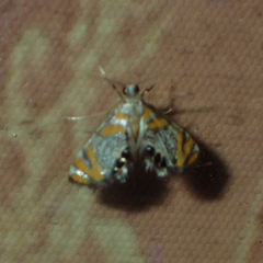 Nymphicula