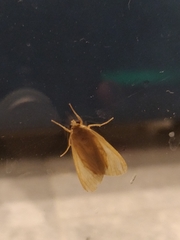 Trichromia leucoplaga