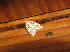 Clemensia ochreata