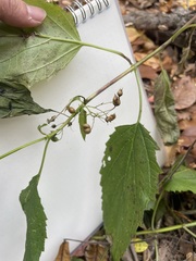 Scrophularia nodosa