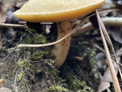 Suillus hirtellus