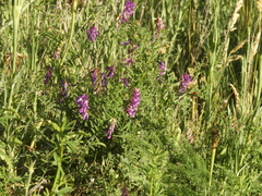 Vicia villosa