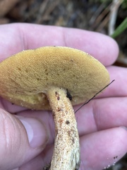 Suillus hirtellus