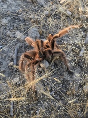 Grammostola rosea