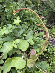 Actinidia
