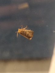 Euprosterna aroensis