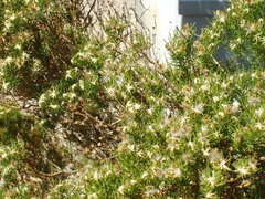 Peucephyllum schottii