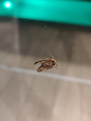 Euprosterna aroensis