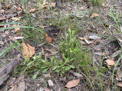 Sphaeromorphaea australis