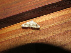 Glaphyriinae