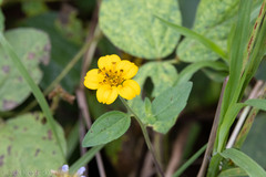 Sclerocarpus divaricatus