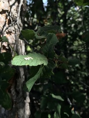 Nothofagus glauca