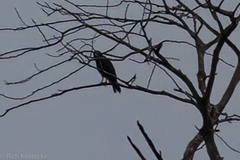 Geranoaetus albicaudatus