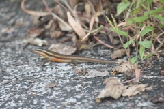 Eutropis