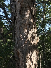Nothofagus glauca