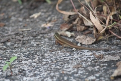 Eutropis