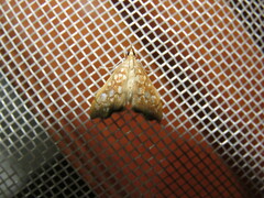 Hydropionea fenestralis