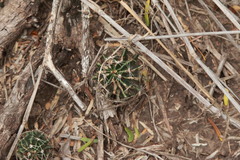 Hamatocactus setispinus