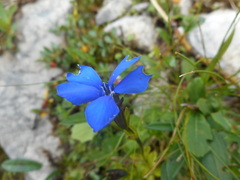 Gentiana bavarica bavarica