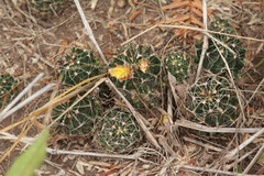 Hamatocactus setispinus