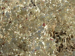 Atriplex hymenelytra